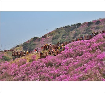 강화 진달래축제