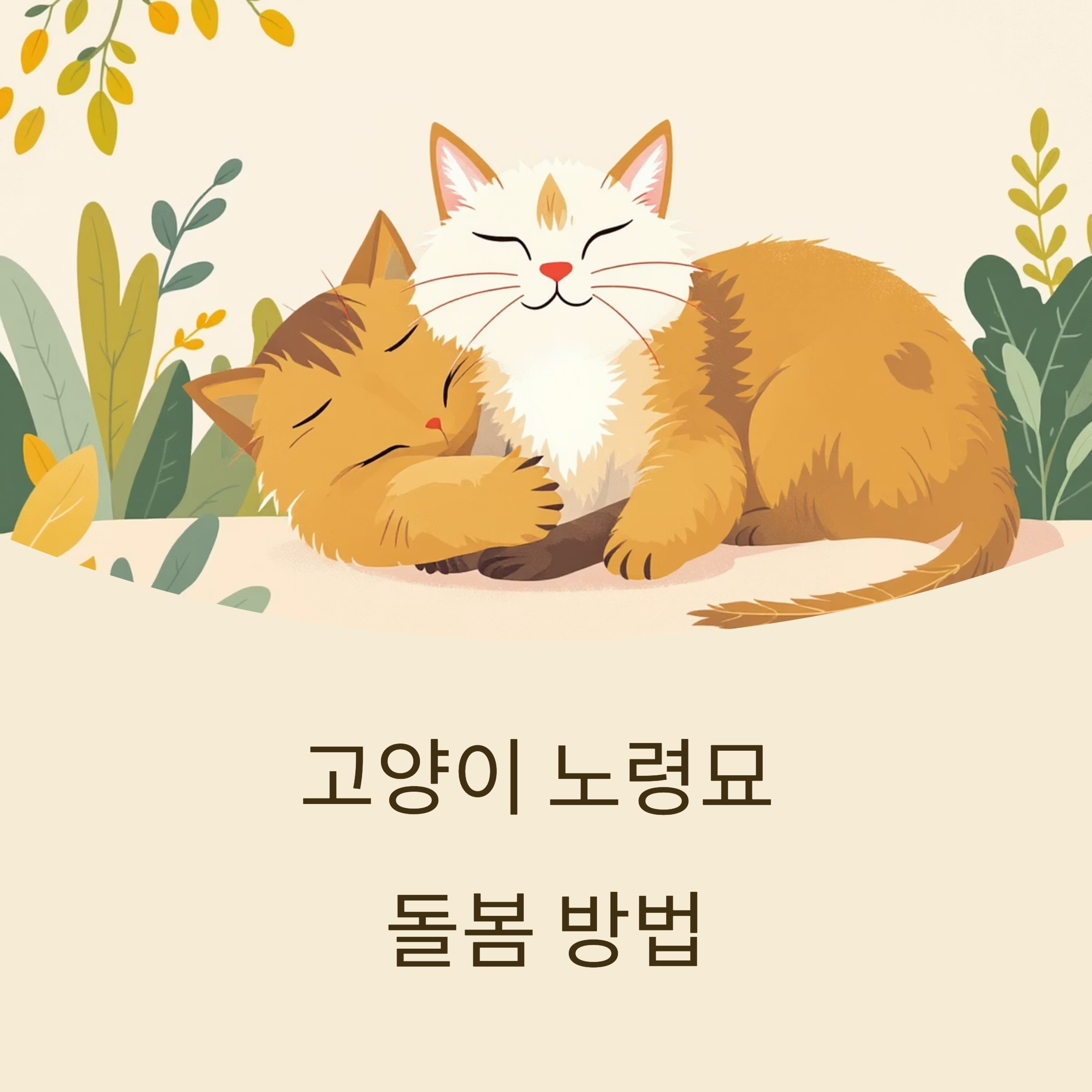 고양이 노령묘 돌봄 방법