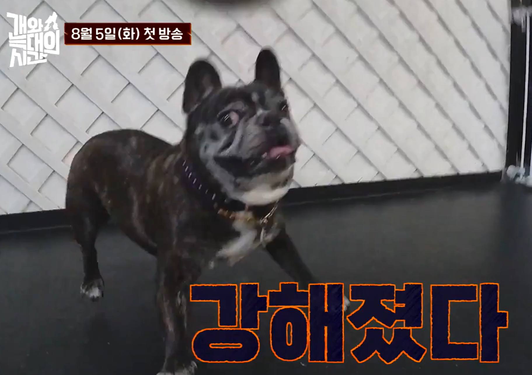 개와 늑대의 시간