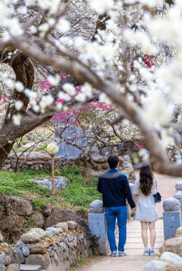 전라남도 광양 매화축제 벚꽃여행 일정 입장료 주차장