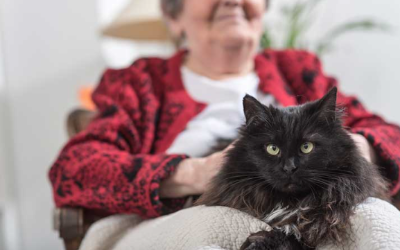 실내에서 기르는 고양이의 이미지 이미지