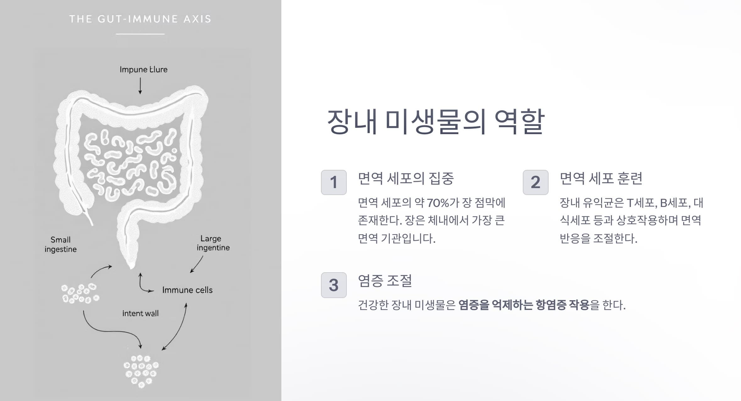 장내미생물이 어떻게 면역력을 높이는지 설명하는 인포그래픽