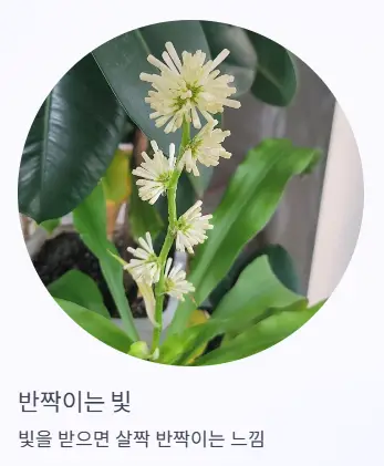 반짝이는 빛