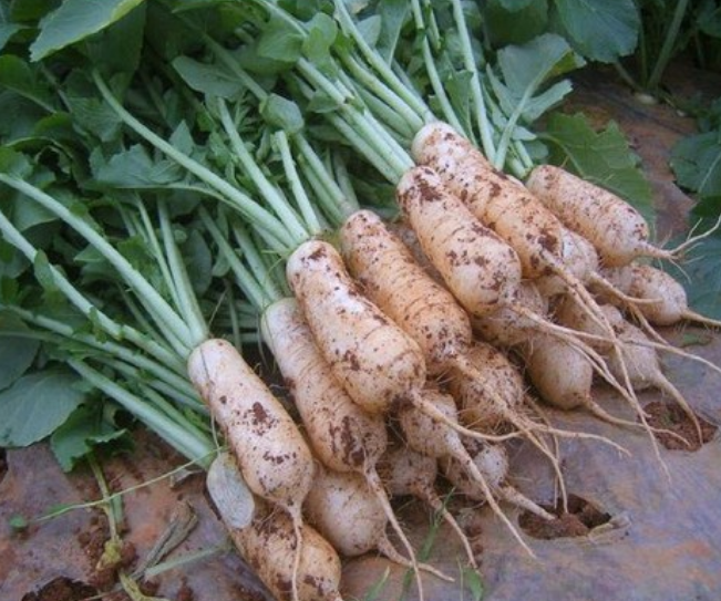 총각김치 맛있게 담그는 법