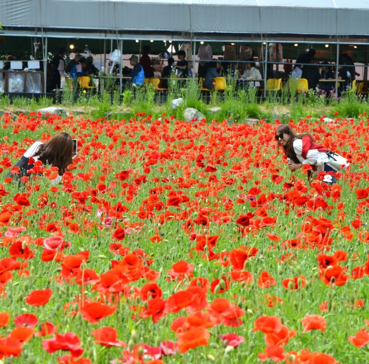 2025 원주 용수골 꽃양귀비 축제 일정·위치·주차 정보 총정리