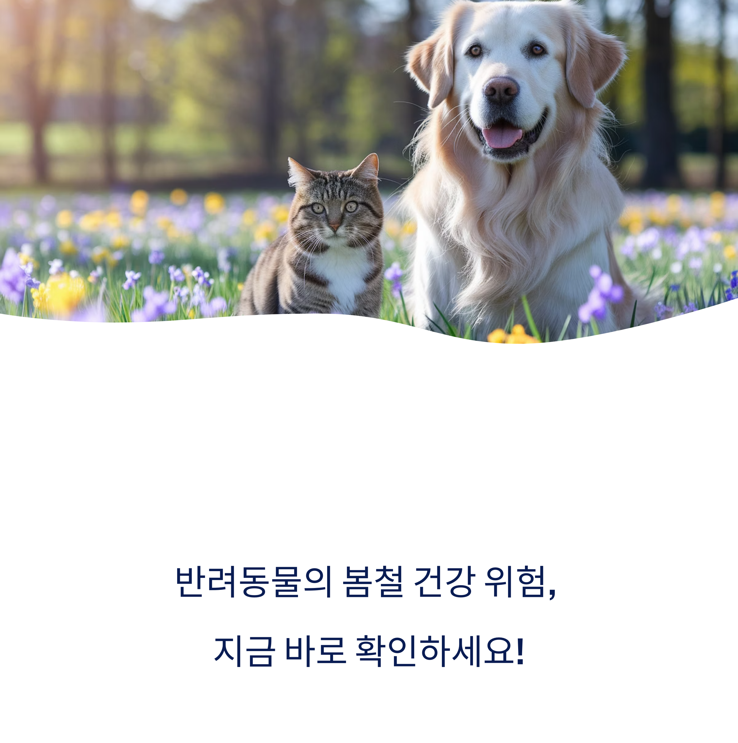 강아지도, 고양이도… 봄철에 꼭 챙겨야 할 5가지 관리 팁관련 사진