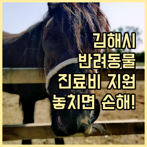 동물등록 필수인 김해시 반려동물 진료..