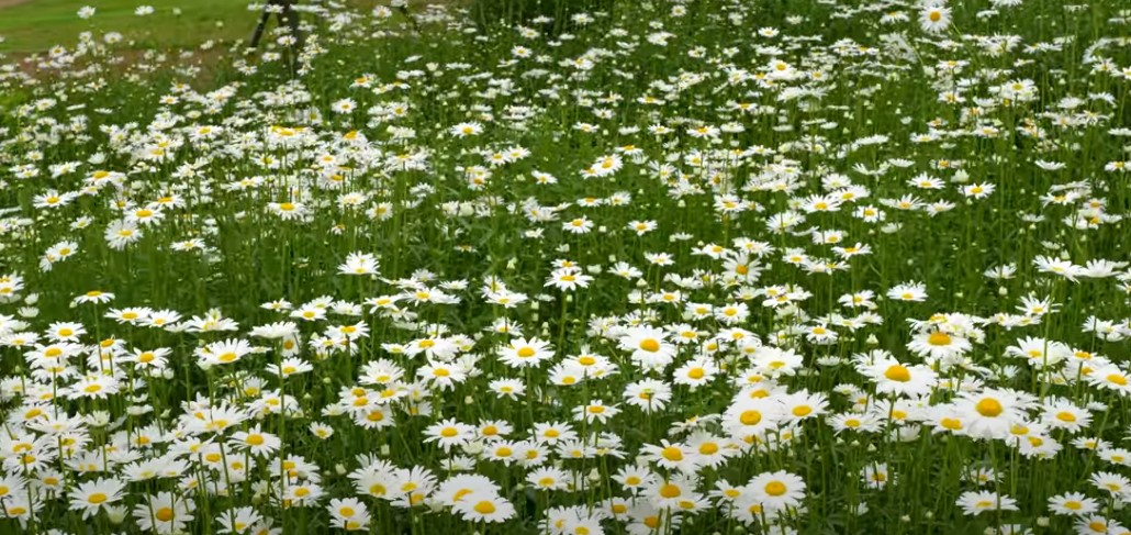 5월에 꼭 가봐야 할 적국 봄꽃 명소