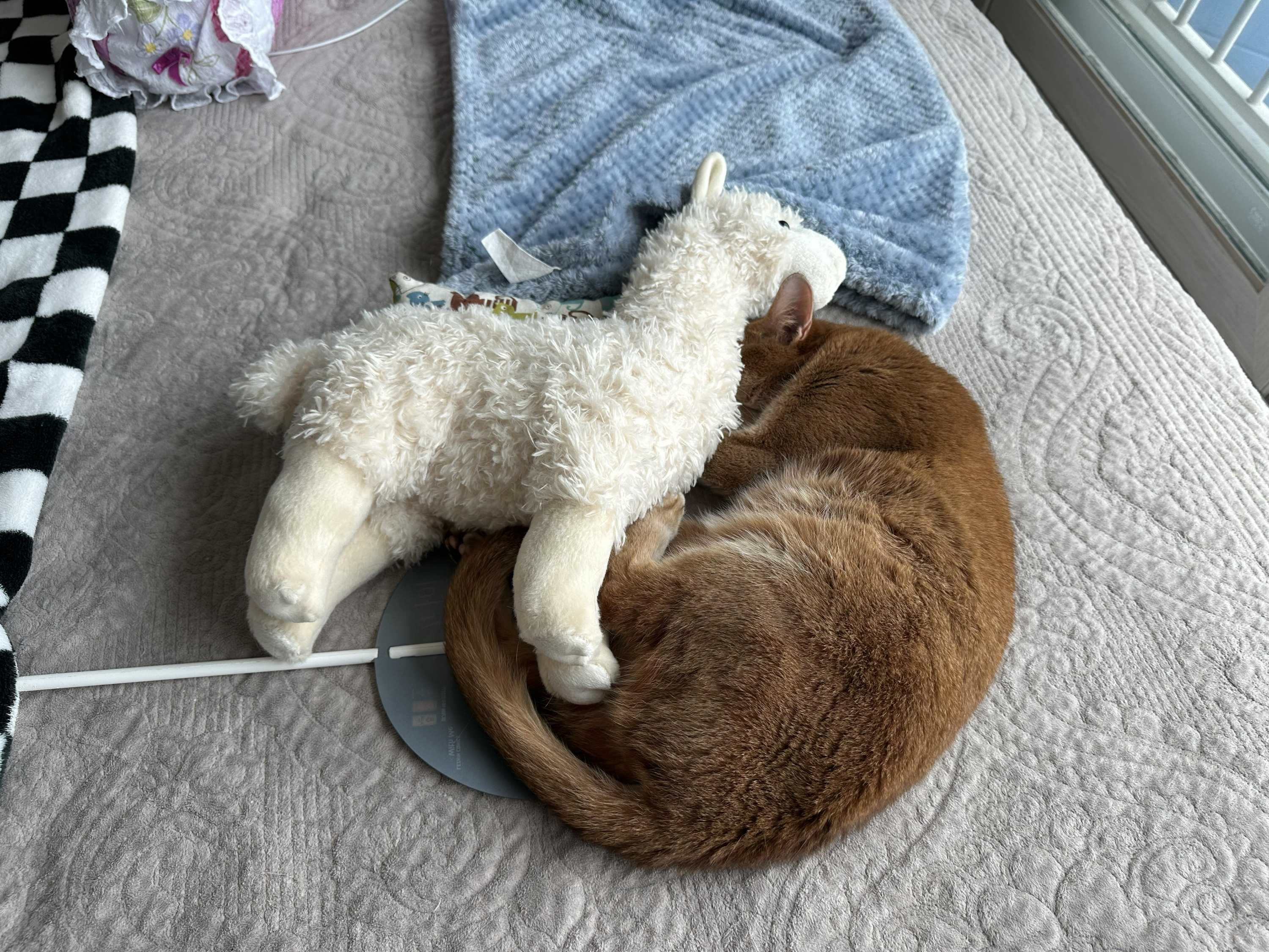 라마인형_품에_얼굴을_파묻고_자고_있는_루나