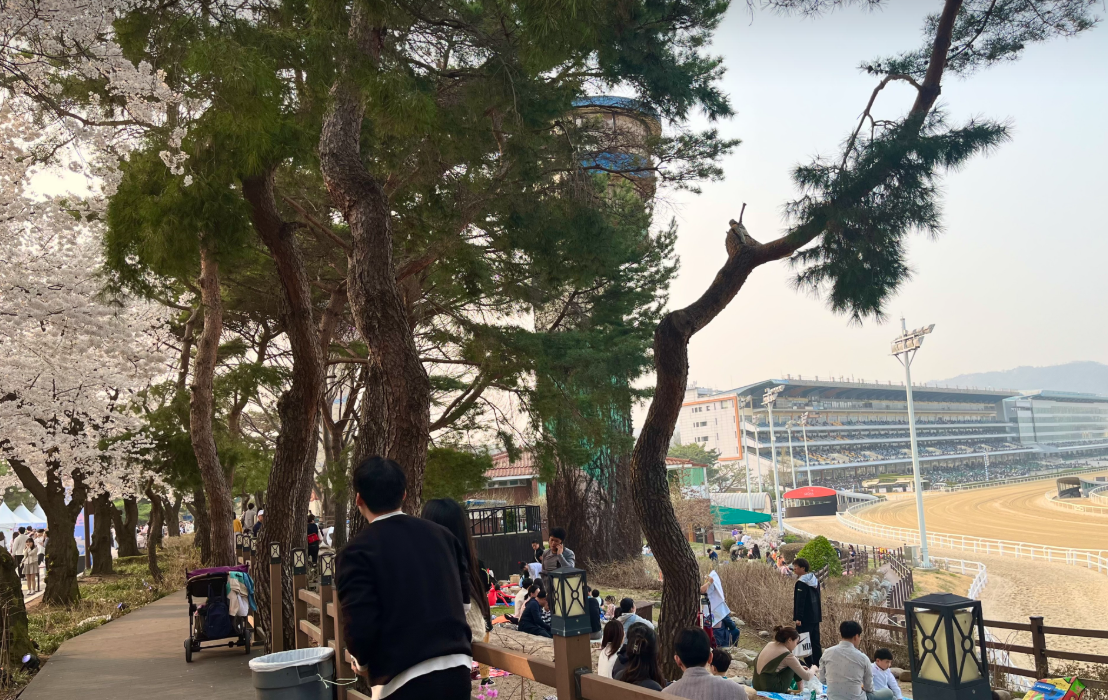 벚꽃길 (Sweet Street)5
