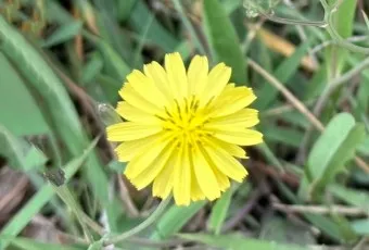 씀바귀 무침 김치 담그는법 레시피_9