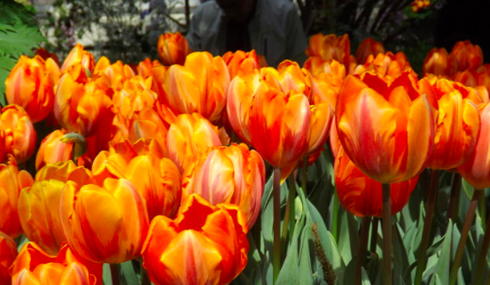 Sunshine tulip