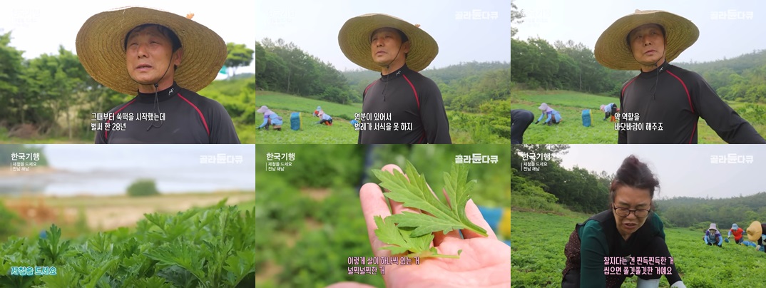 해풍쑥떡이 특별한 이유에 대한 사진입니다.