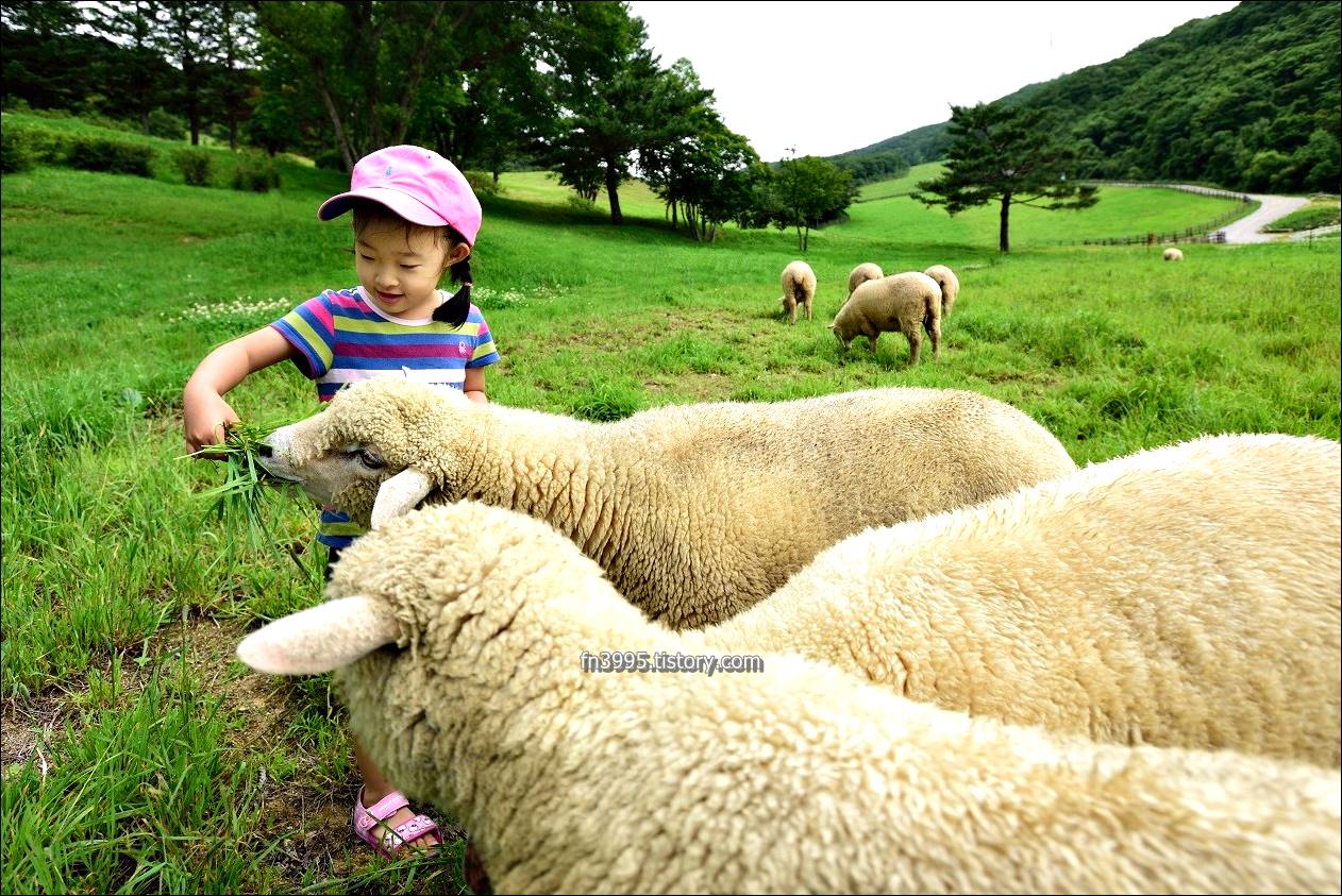 대관령 하늘목장