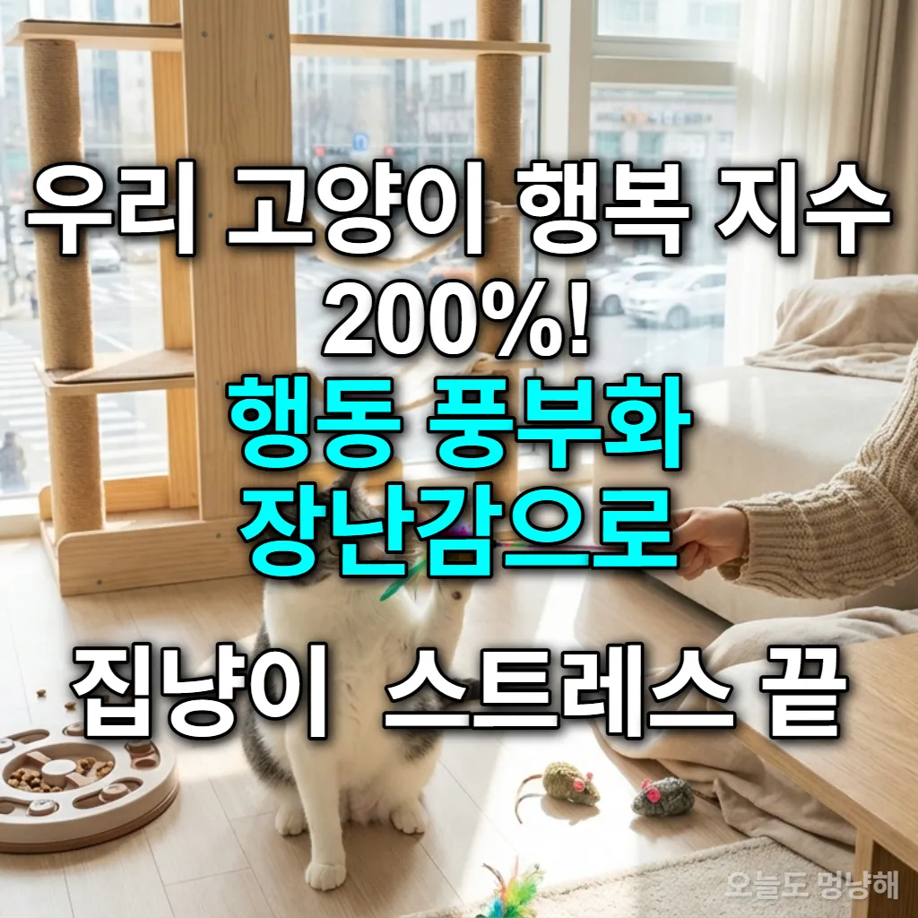 다양한 행동 풍부화 장난감과 함께 즐겁게 놀고 있는 한국 고양이와 집사