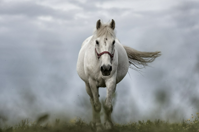 2025년 6월 말띠 생년별 운세