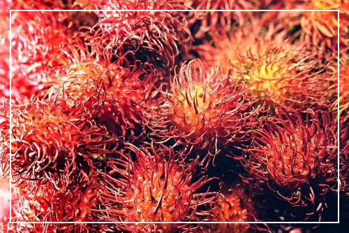 열대과일 람부탄이란?