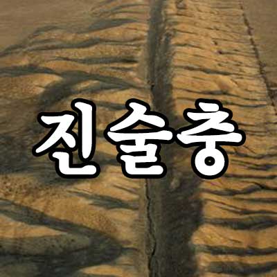진술충 썸네일