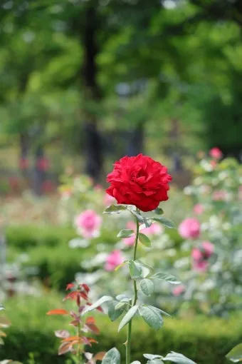 DSLR 카메라 꽃 촬영 접사 거리 합초 요령_10