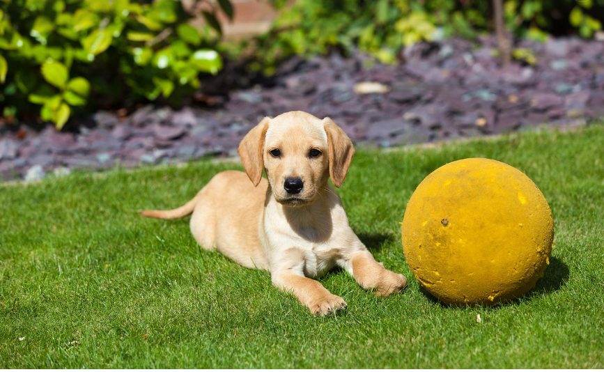 애완동물과 휴가가서 노는 이미지
