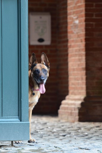 벨지안 매리노이즈