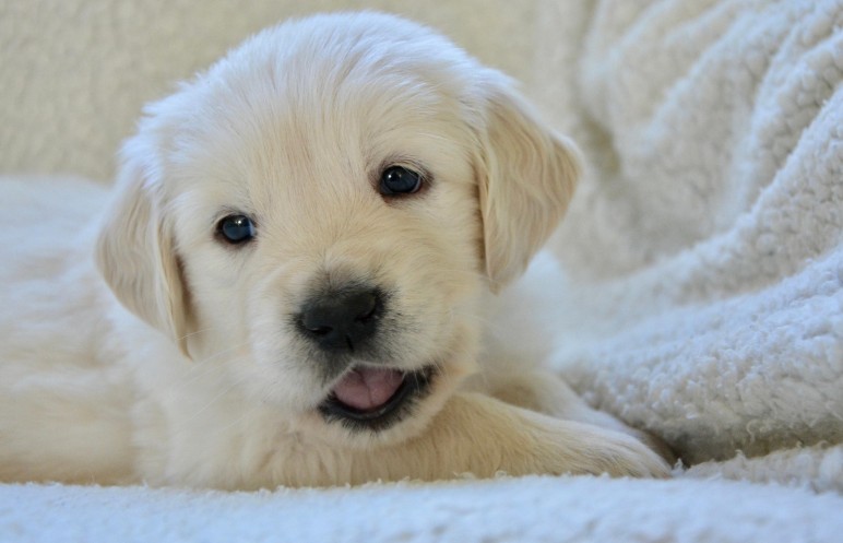 강아지와 함께! 요즘 펫 프렌들리 여행
