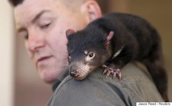 태즈메이니아 데빌 특징 매력 성격_5