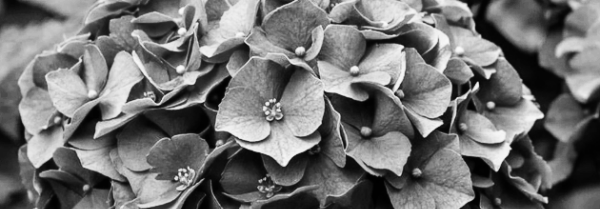 수국 키우기: 수국 물주기