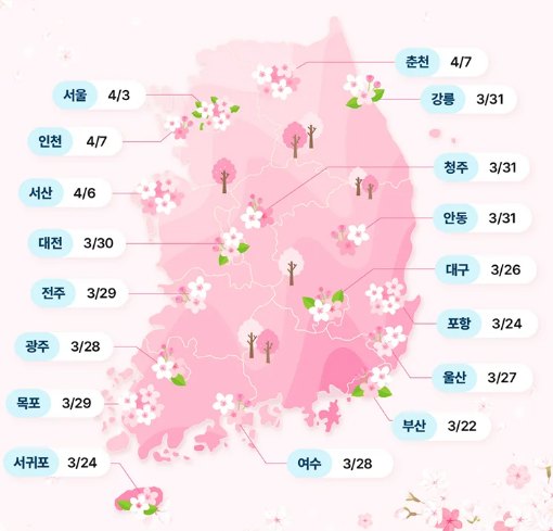 제주도 벚꽃 개화시기 2025