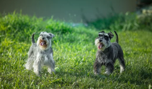 슈나우저 사진/출처:어도비스톡