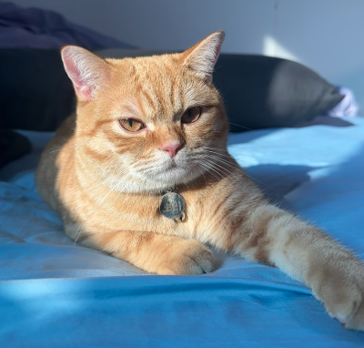 따뜻한 햇빛을 받으며 침대 위에 누워 휴식을 취하는 노란색 치즈 고양이 뽀리