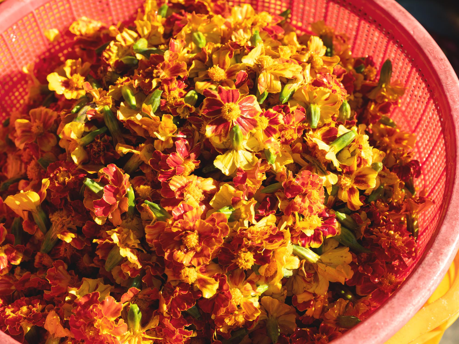 메리골드 차 효능