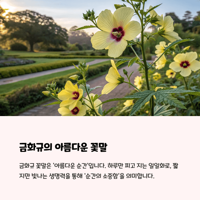 금화규