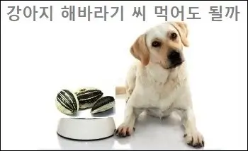 강아지 해바라기 씨 먹어도 될까