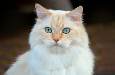 고양이