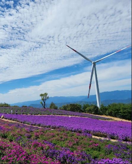 거창 감악산 아스타국화 축제 풍경