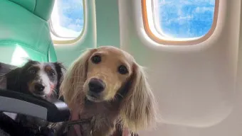 제주 반려견과 함께 가기 좋은 펫프렌들리 숙소 리스트_6