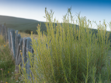루이보스차의 효능