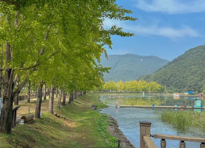 문광저수지 은행나무길245