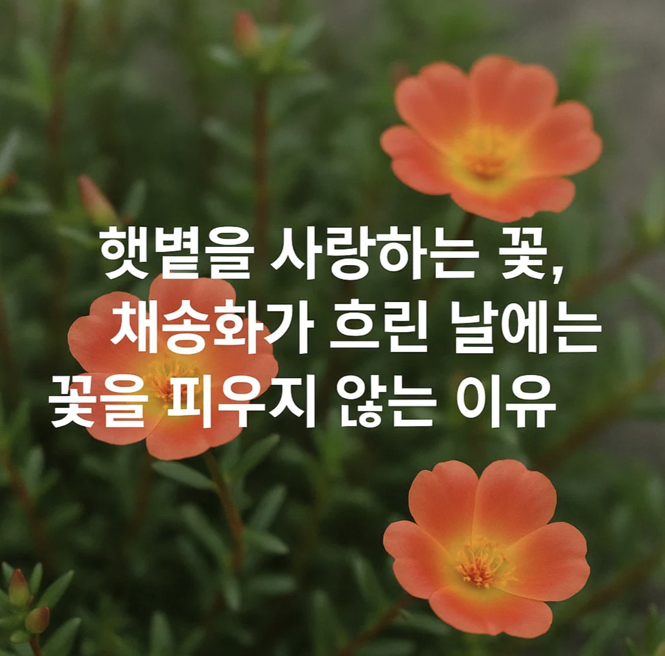 햇볕을 사랑하는 꽃, 채송화가 흐린 날에는 꽃을 피우지 않는 이유