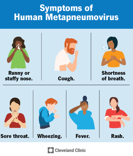 HMPV 바이러스 감염 경로