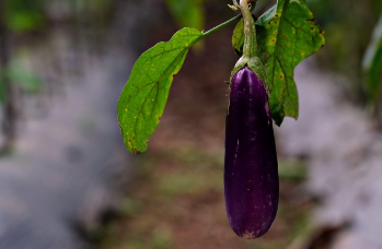 가지 효능 놀라운 9가지 효과! 6
