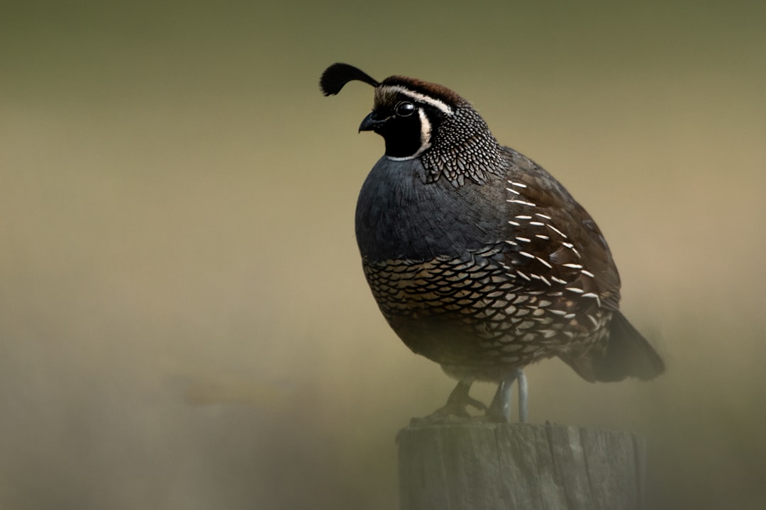 Quail