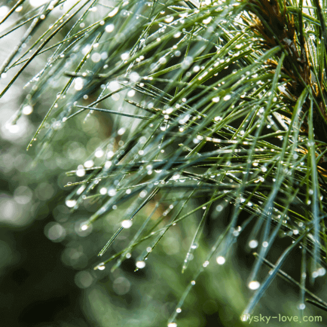 탈모 예방에 효과적인 솔잎