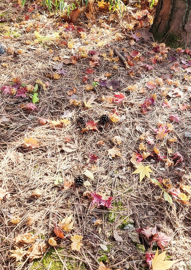 바닥에 떨어져있는 솔방울들
