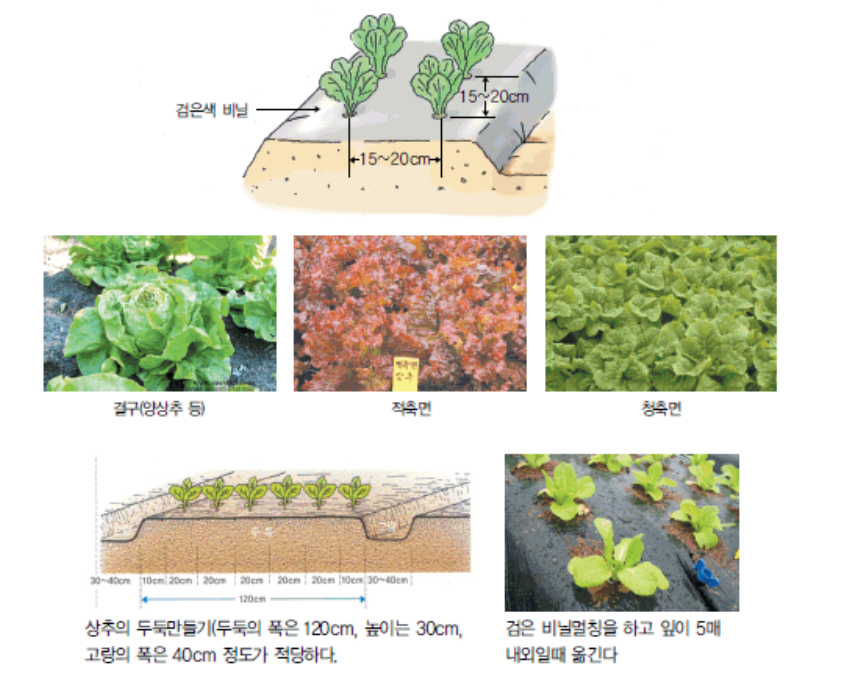 심기
