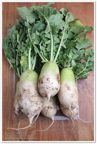 무 재배 솎아주기 토양 소독 비닐 멀칭_30