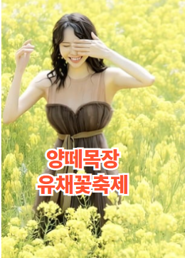 가평 양떼목장 유채꽃축제