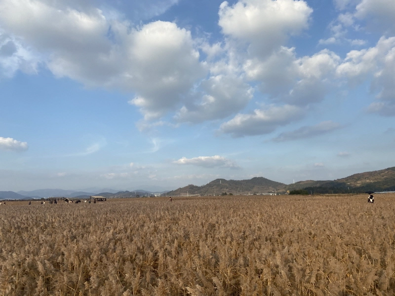 순천만습지 용산전망대