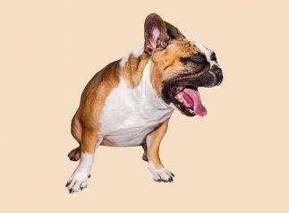 강아지사진/출처:어도비스톡